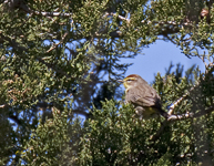 Palm Warbler